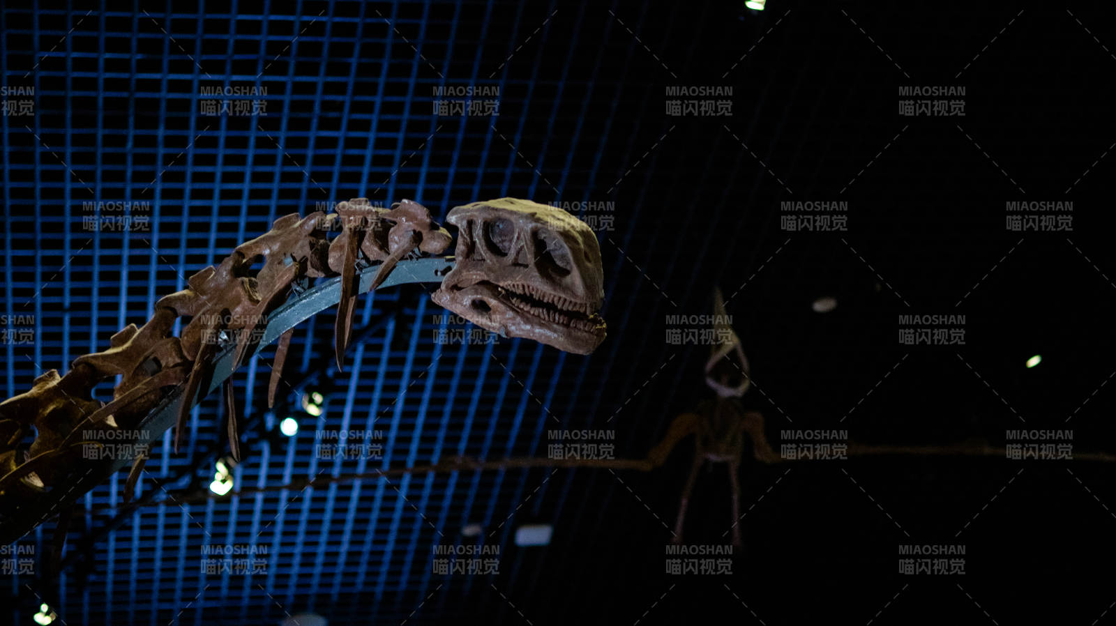 恐龙化石展 夜幕下的震撼图片