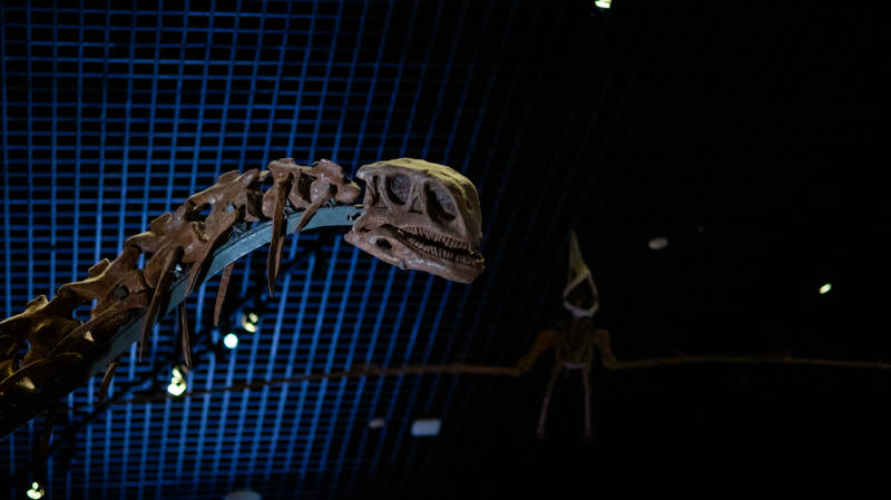 恐龙化石展 夜幕下的震撼图片