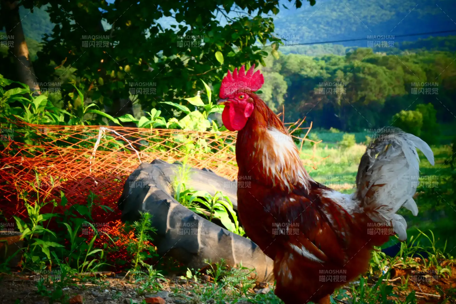 乡村|晨光中的公鸡图片