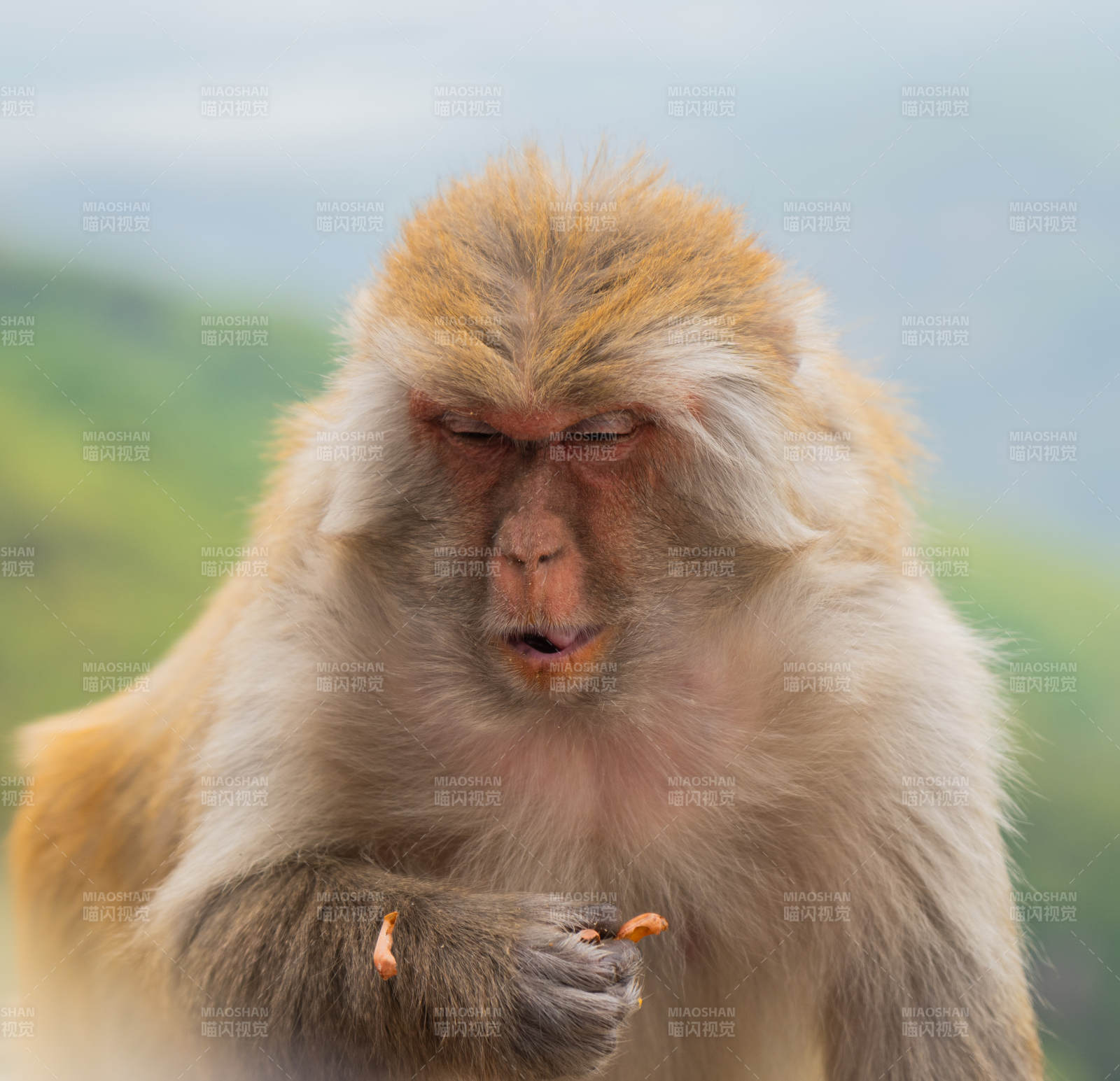 猴子手握食物 专注品尝图片