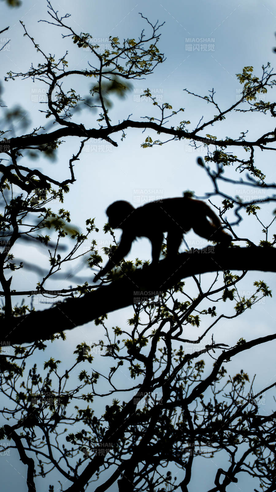 树梢上的猴子剪影图片