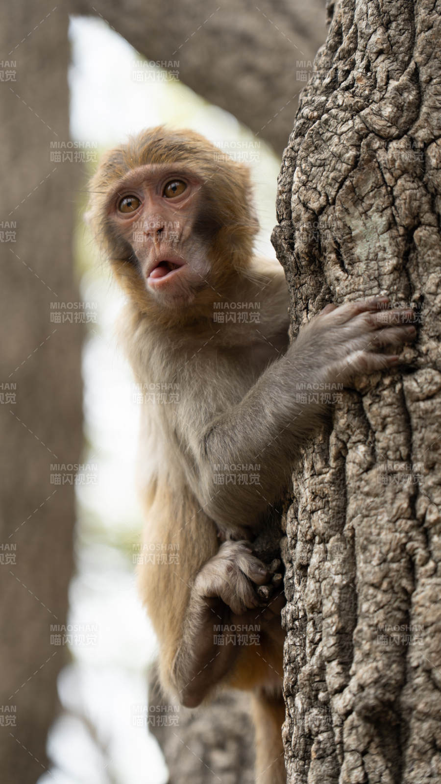 树上的小猴子图片