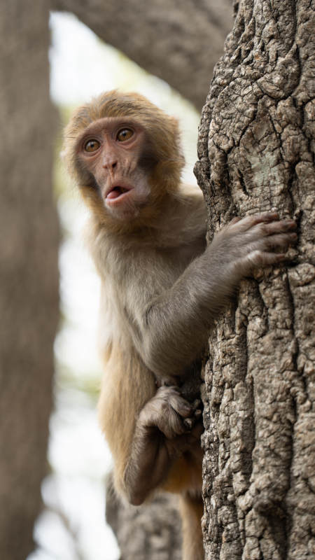 树上的小猴子图片