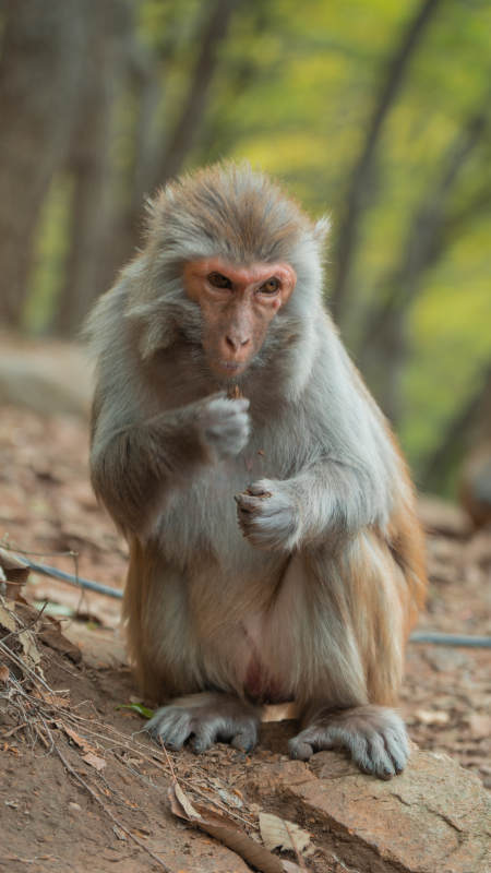 森林中的猴子在进食图片