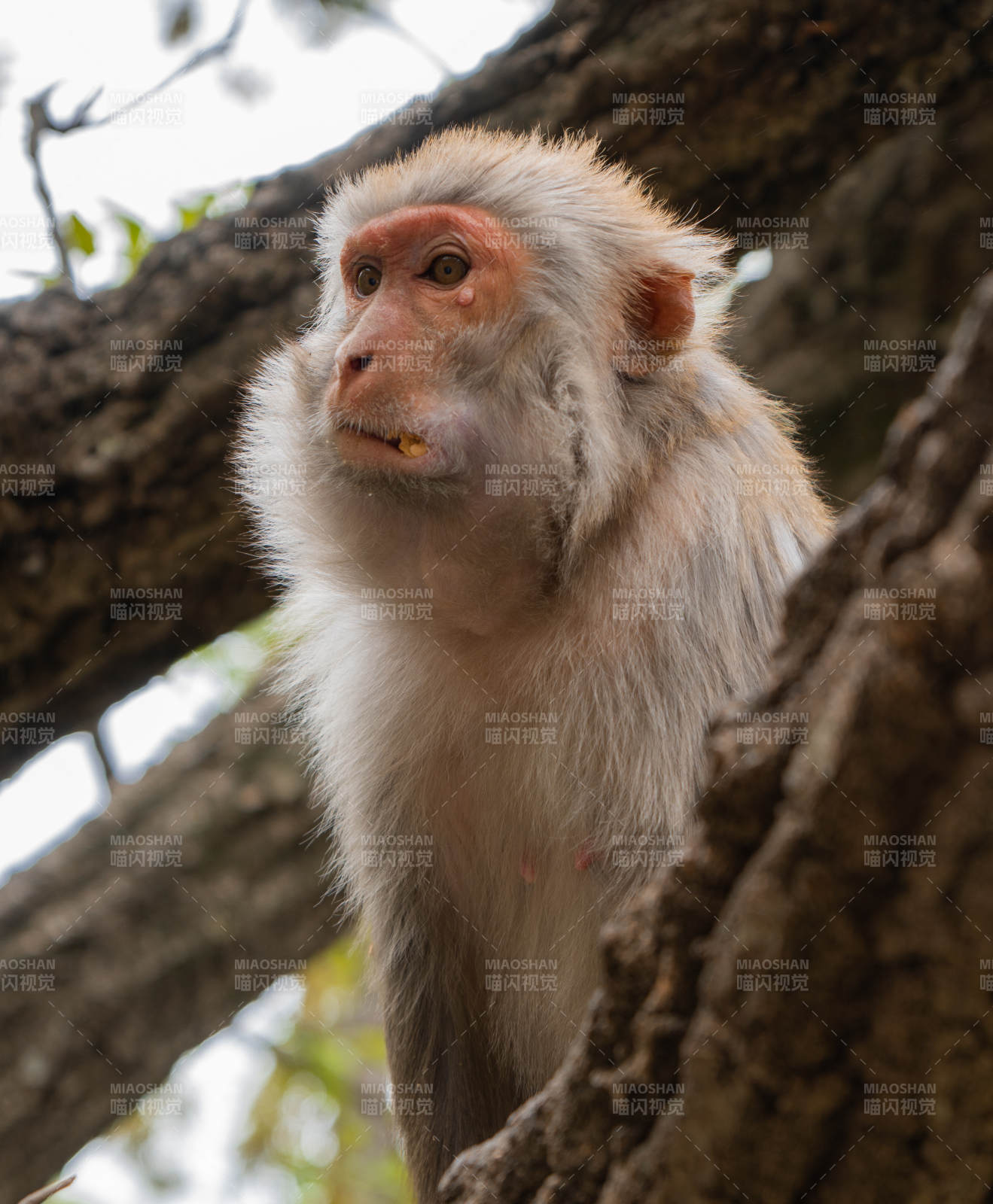 树上的猴子在思考图片