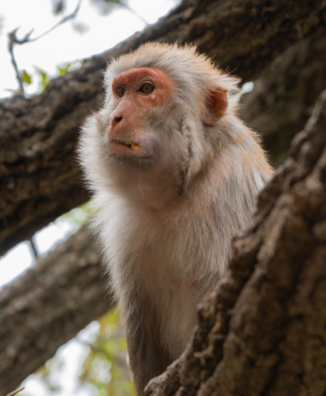 树上的猴子在思考图片