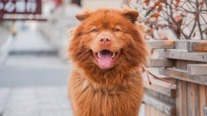 开心的松狮犬图片