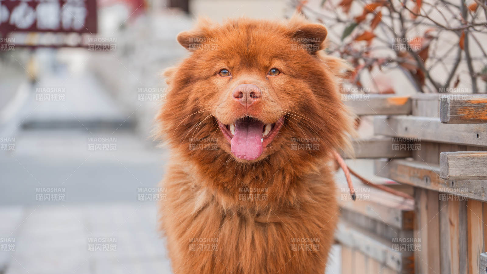 开心的松狮犬图片