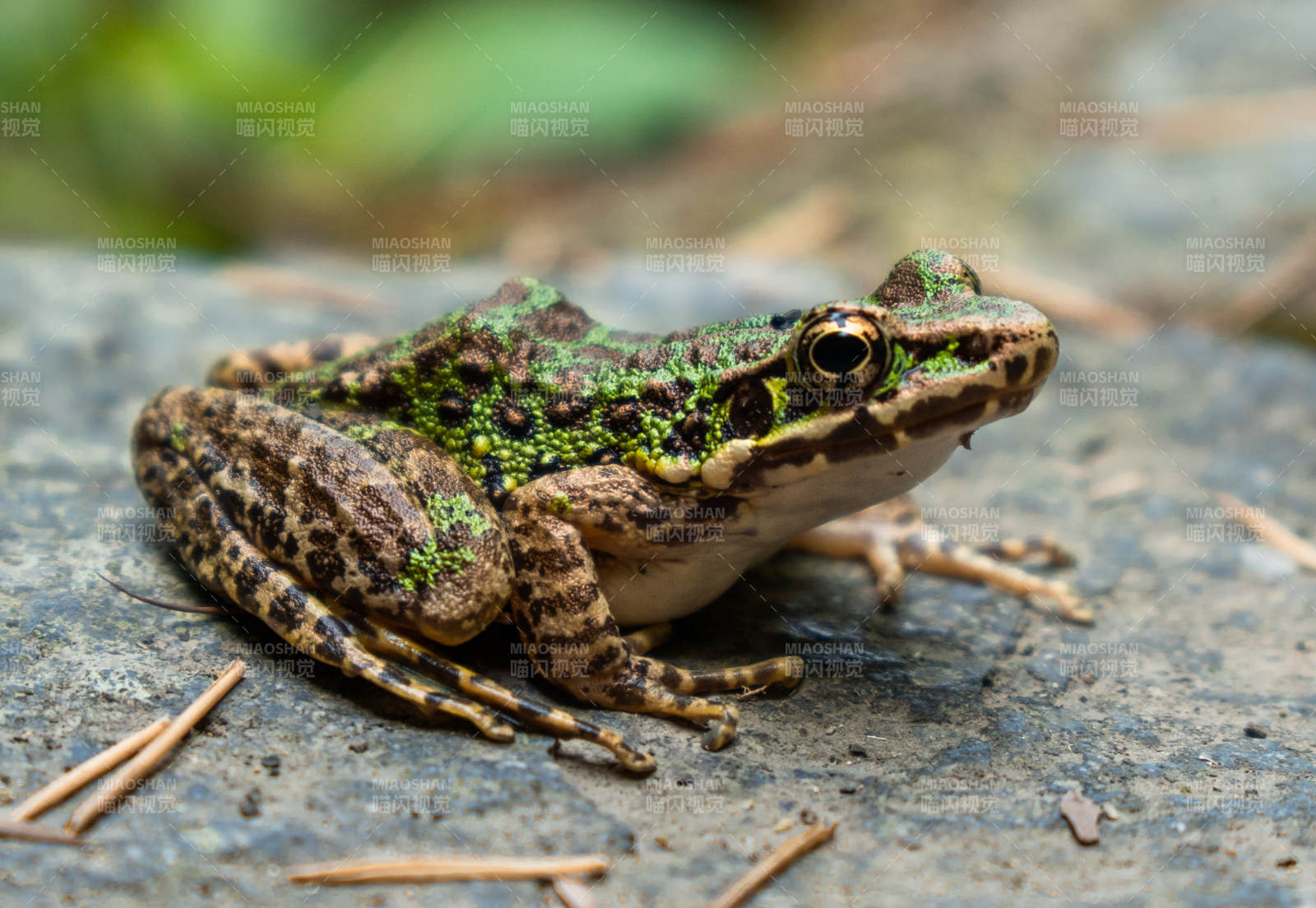 绿斑蛙静卧石上图片