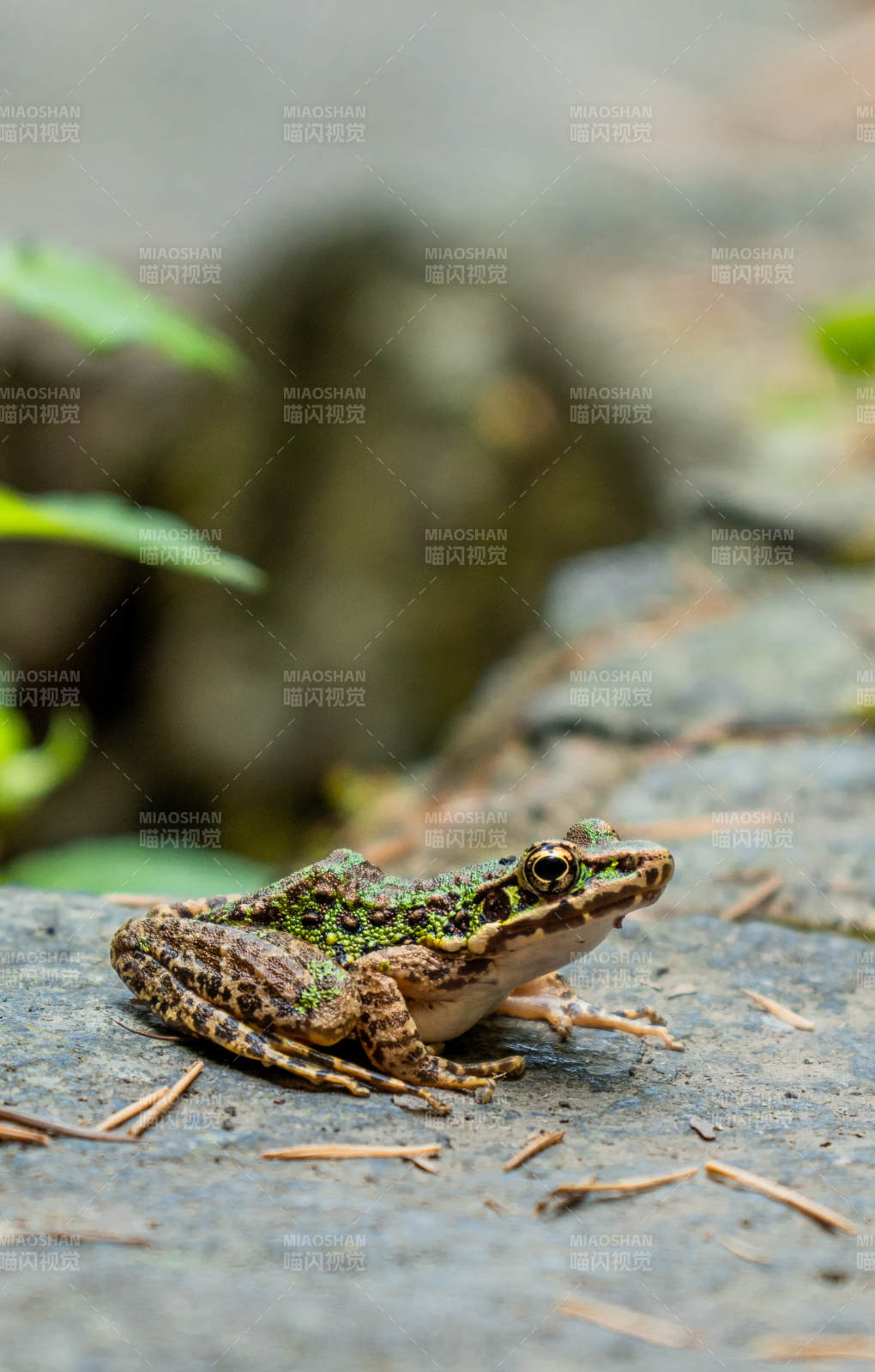 石上的绿斑青蛙图片