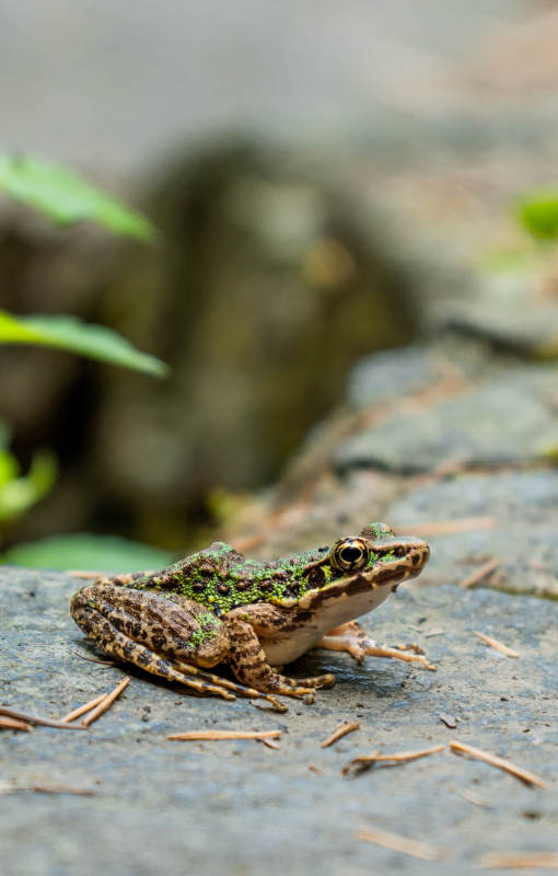 石上的绿斑青蛙图片