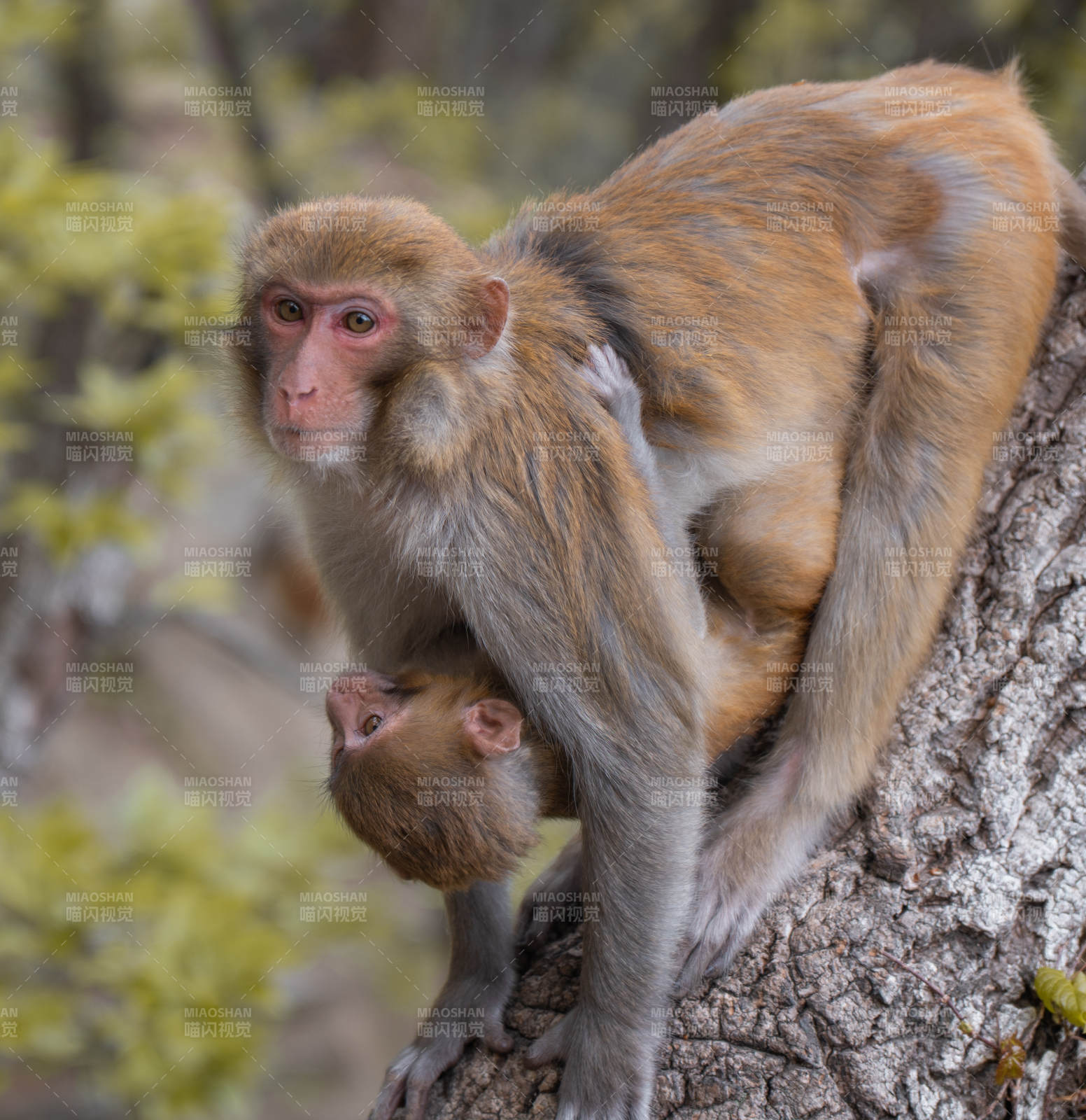 母猴怀抱幼崽树上栖息图片