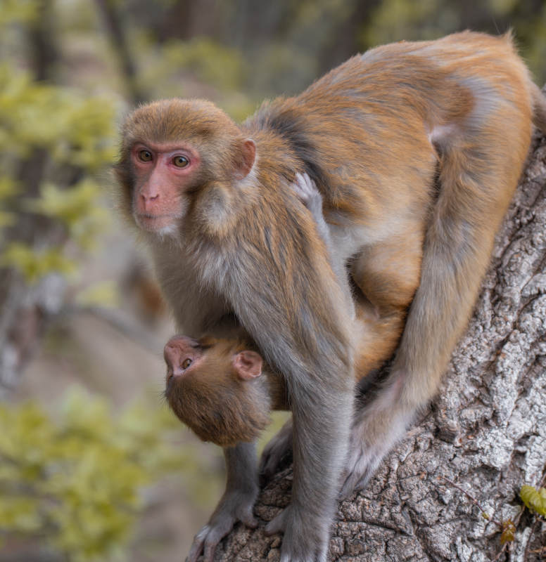 母猴怀抱幼崽树上栖息图片