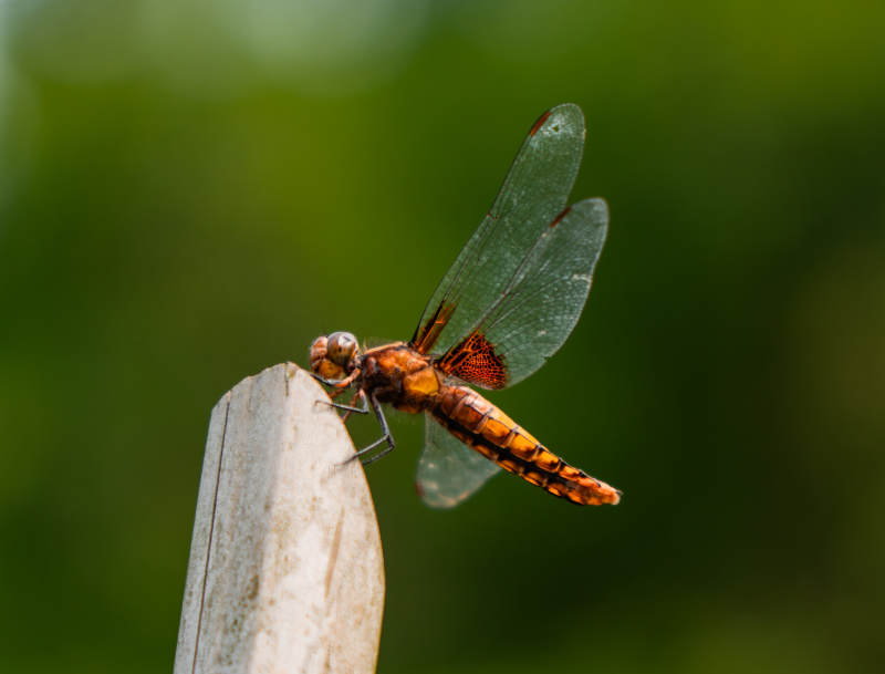 蜻蜓栖息于枝头图片