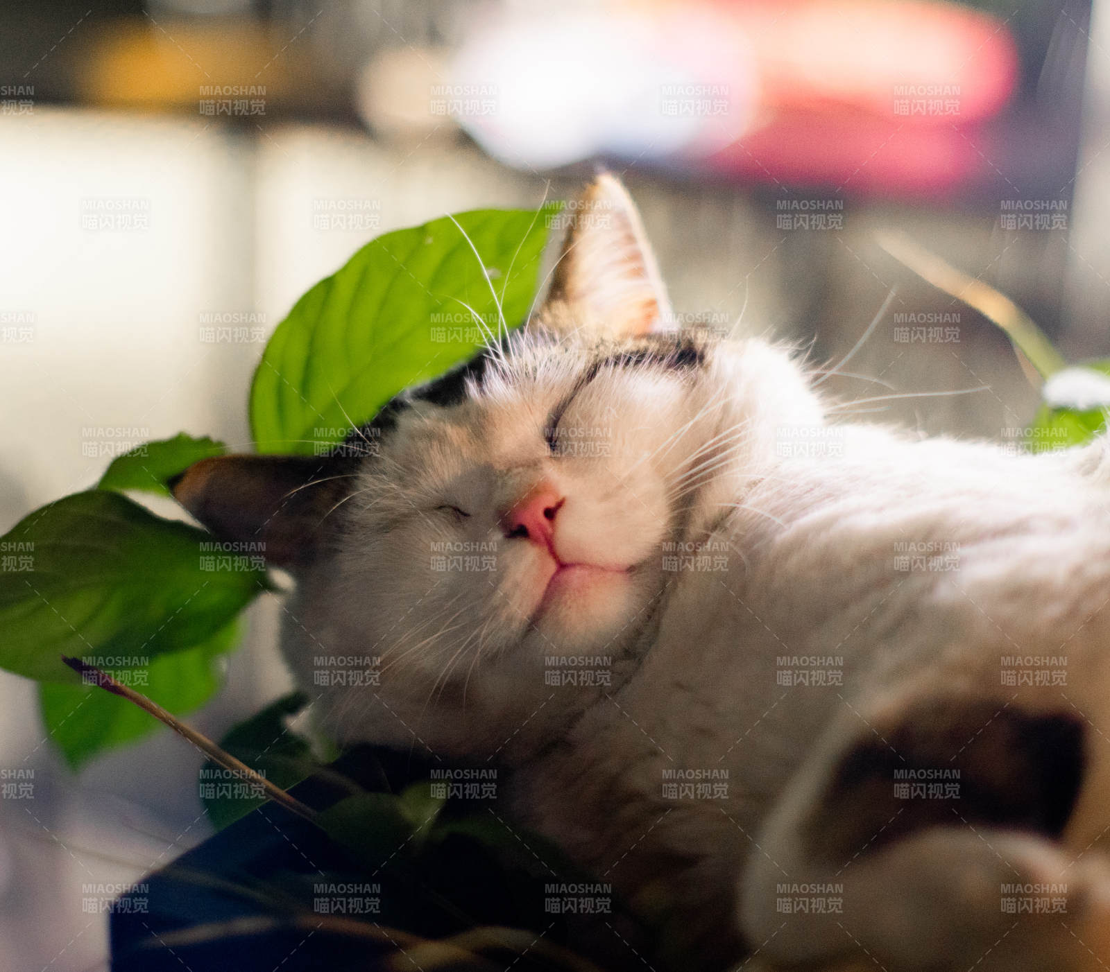 猫咪与绿叶的宁静时光图片