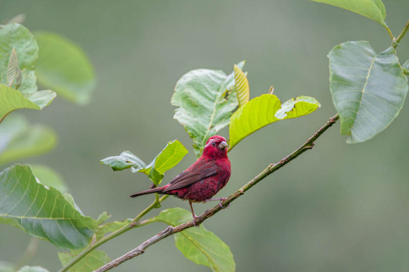 酒红朱雀栖枝绿叶间图片