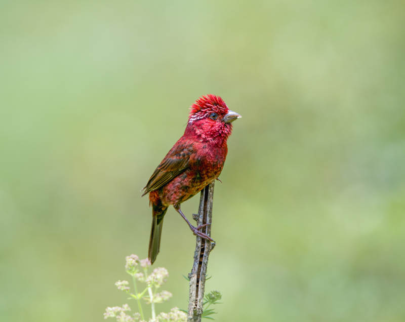 酒红朱雀栖枝绿意浓图片