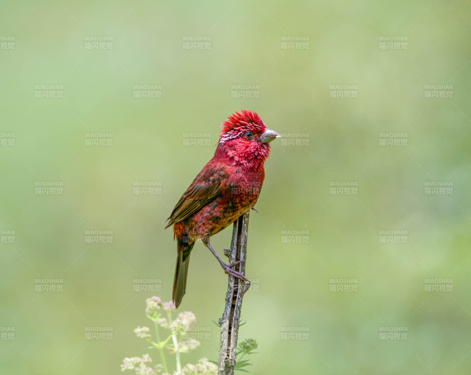 酒红朱雀栖枝绿意浓图片