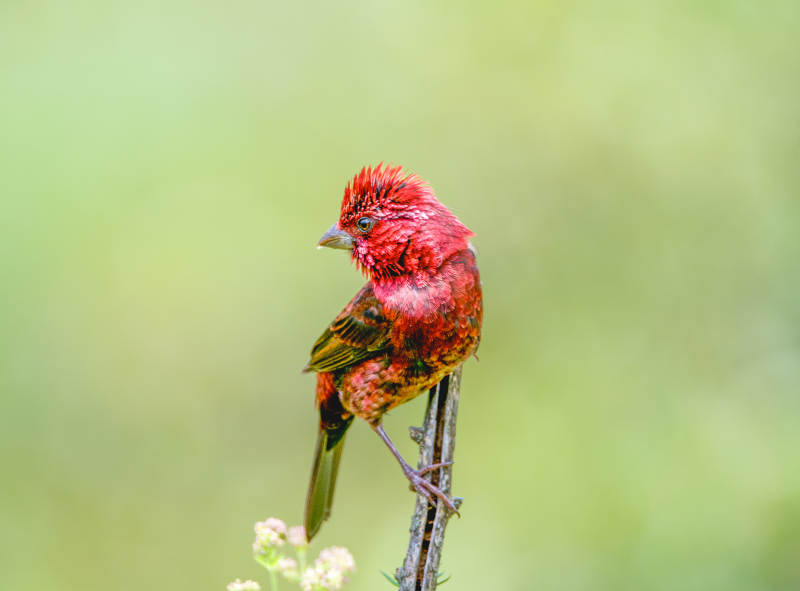 酒红朱雀栖息枝头图片