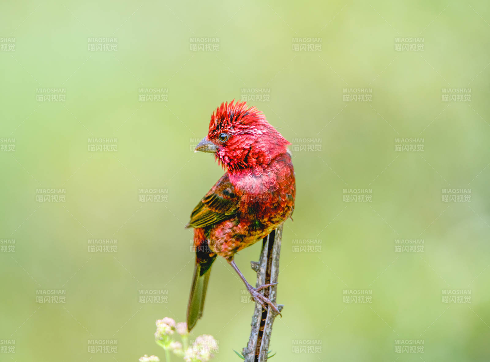 酒红朱雀栖息枝头图片
