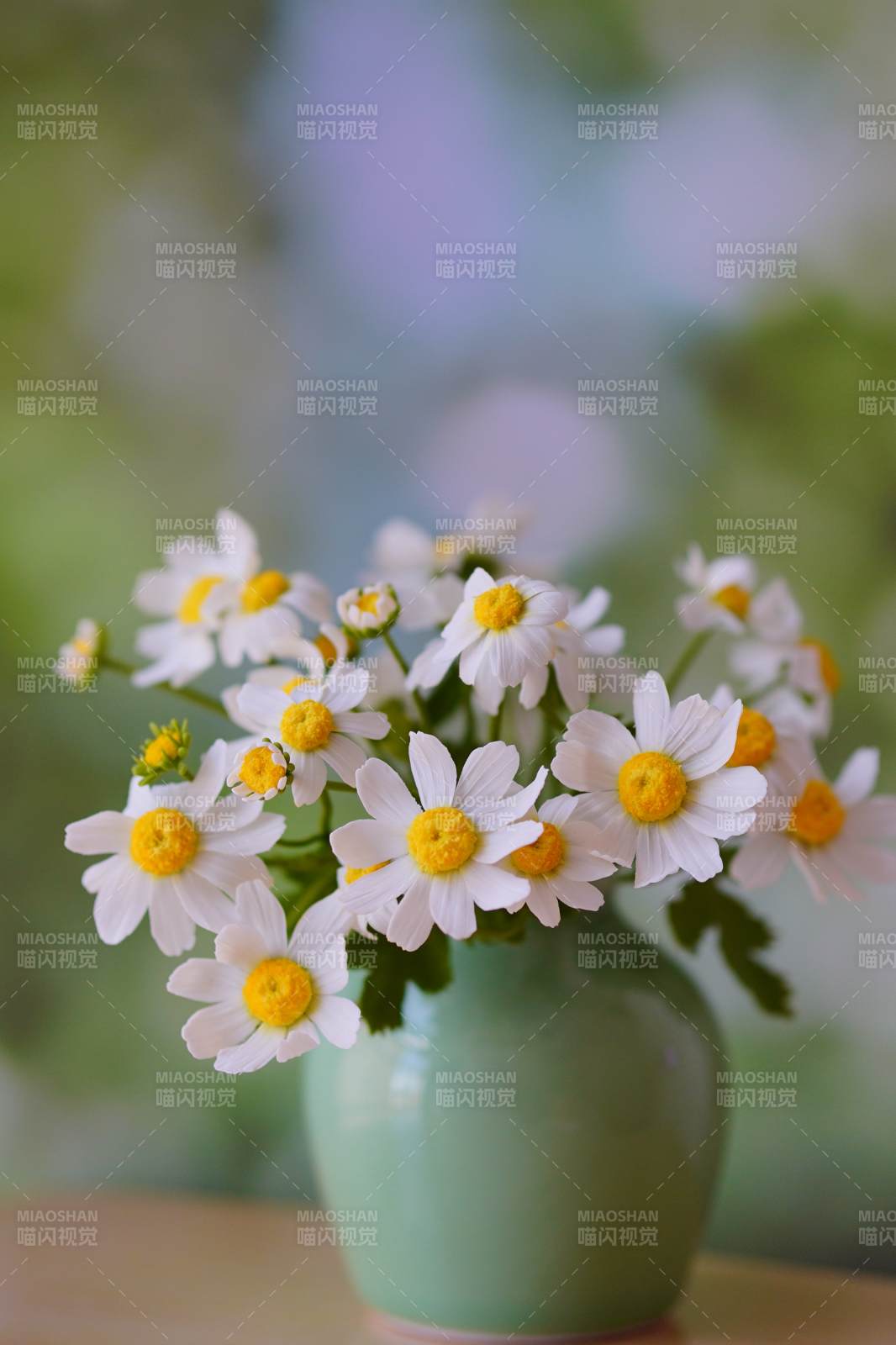 雏菊小花瓶图片