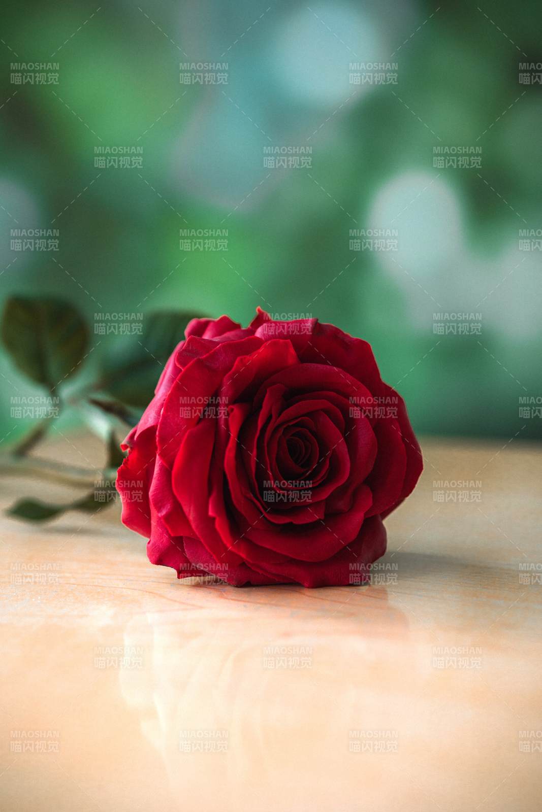 一朵红玫瑰的静谧之美图片