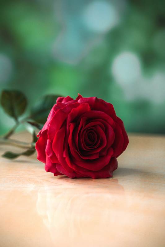 一朵红玫瑰的静谧之美图片