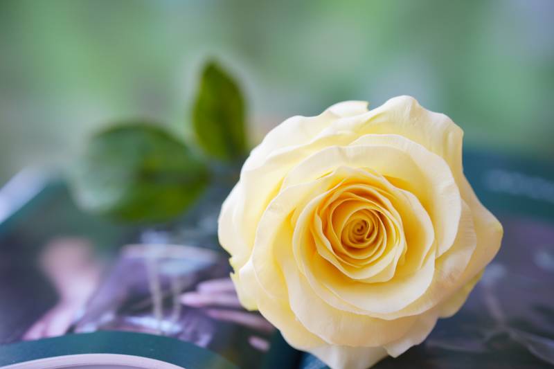 一朵淡雅的黄色玫瑰花图片