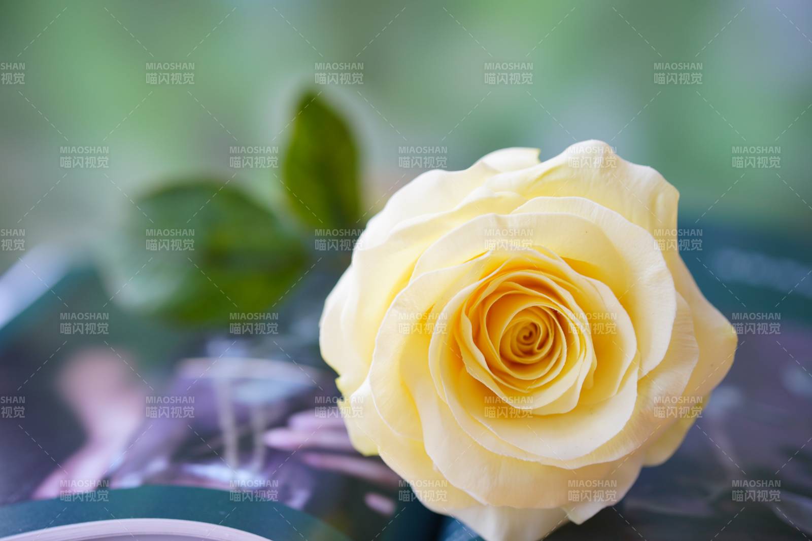 一朵淡雅的黄色玫瑰花图片