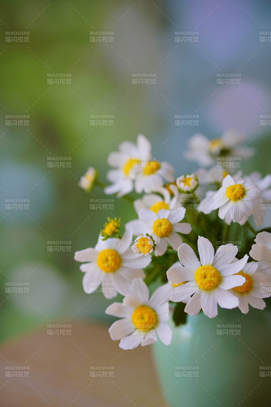 清新雏菊 自然之美图片