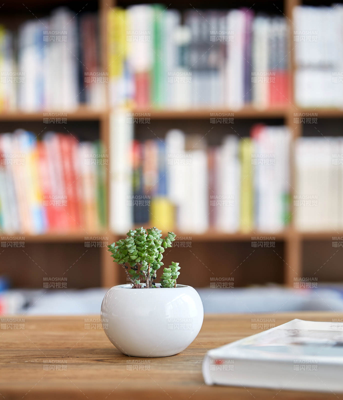 书架前的多肉植物图片