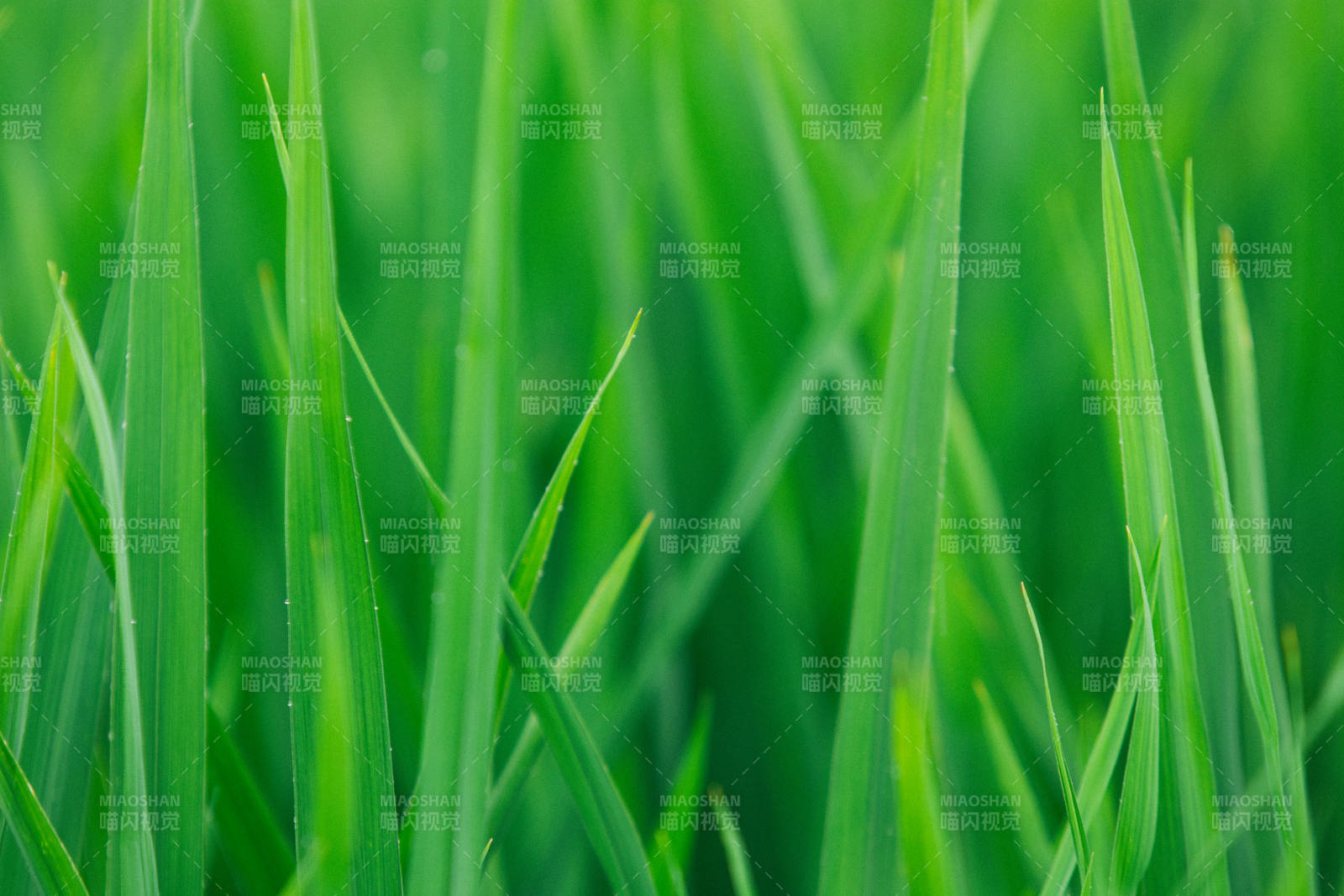 绿意盎然的草地特写图片