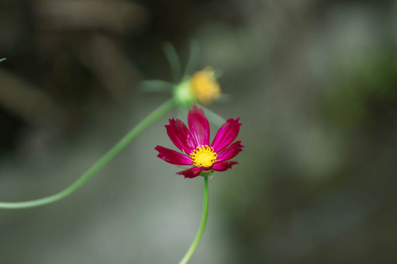 红色花朵的静谧之美图片