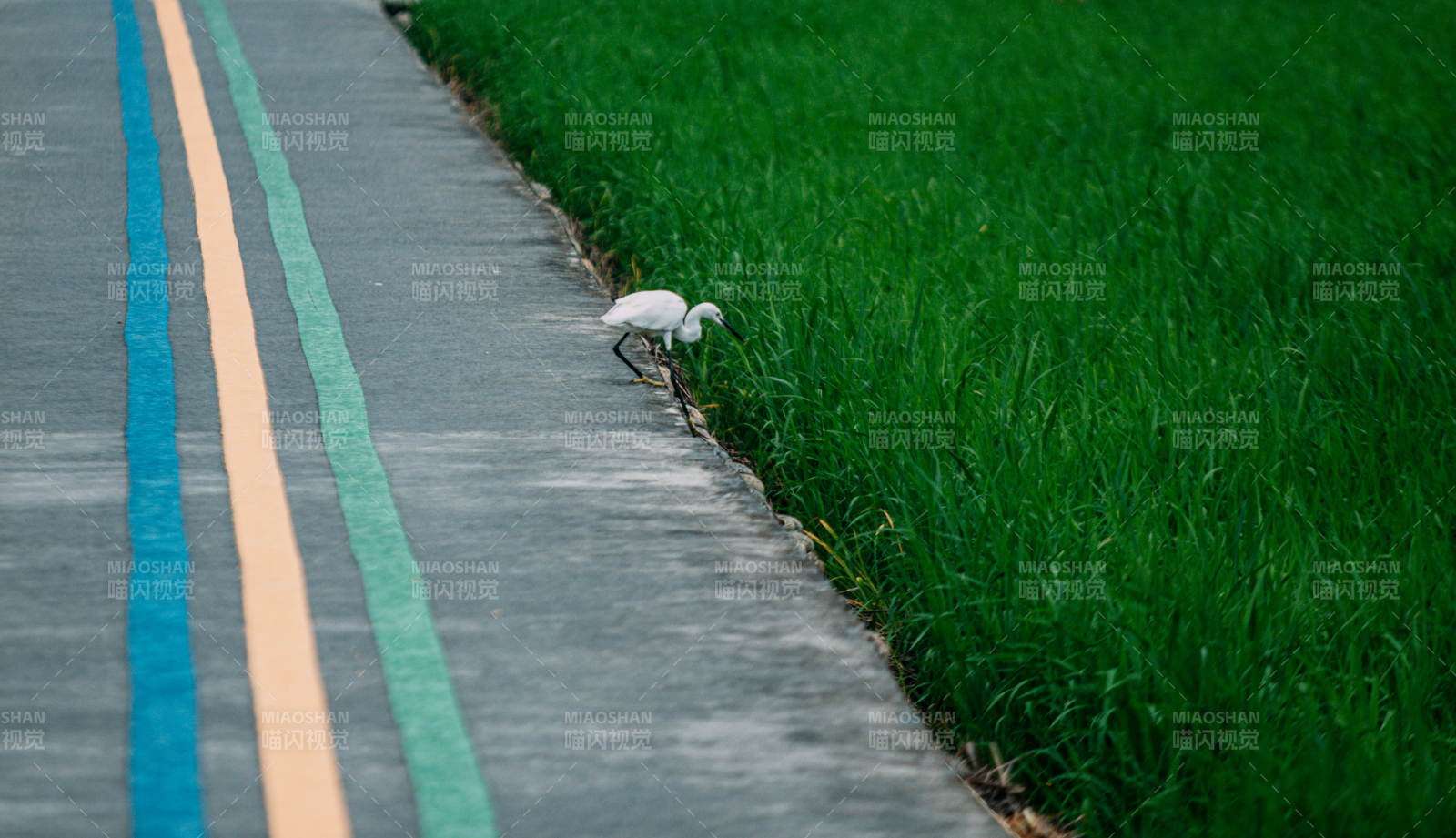 田边白鹭觅食图图片