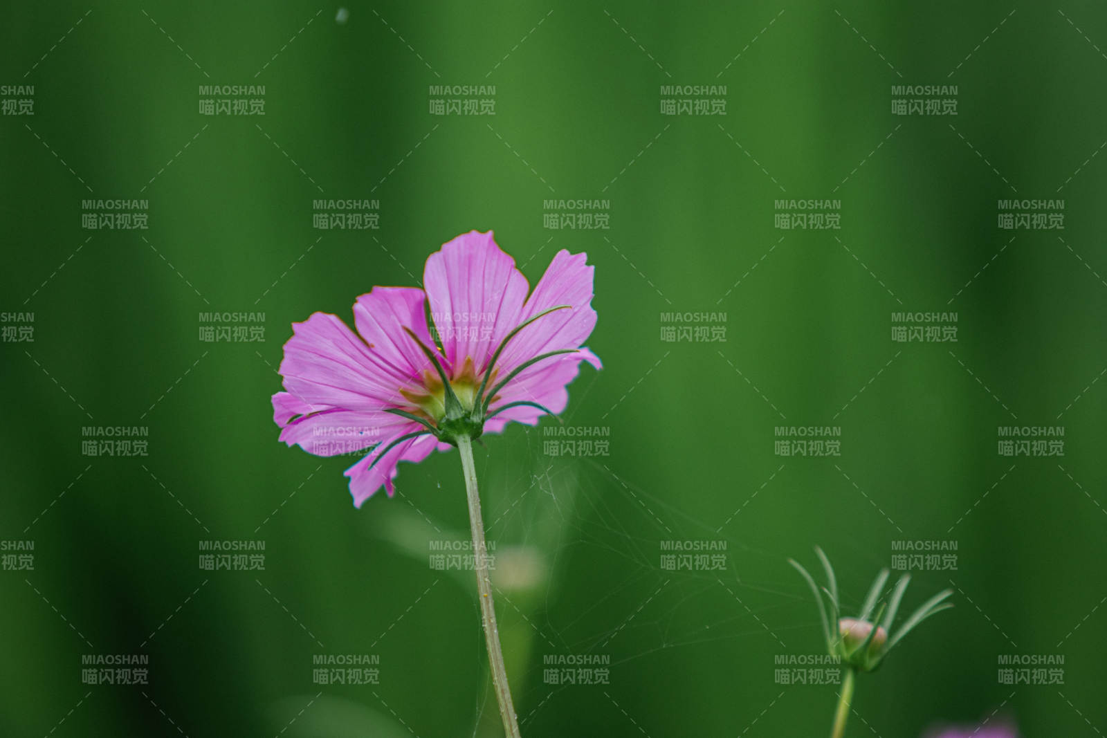 粉花绿叶 静谧自然图片