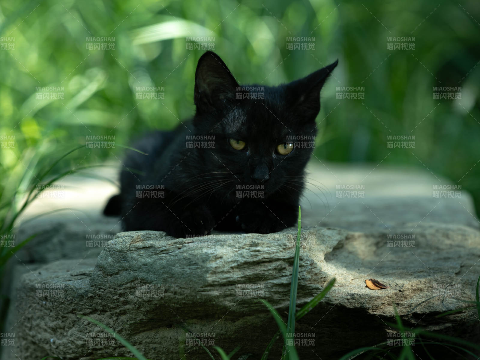 黑猫静卧石上 绿意环绕图片