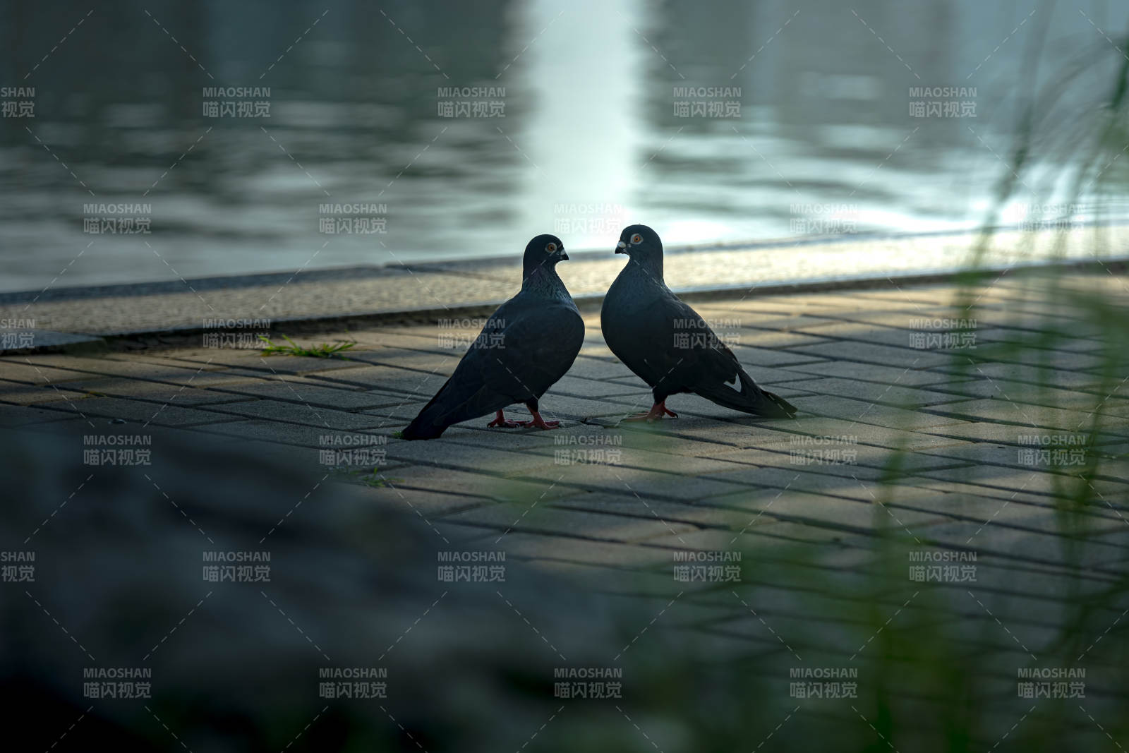 湖畔双鸽 晨光相伴图片