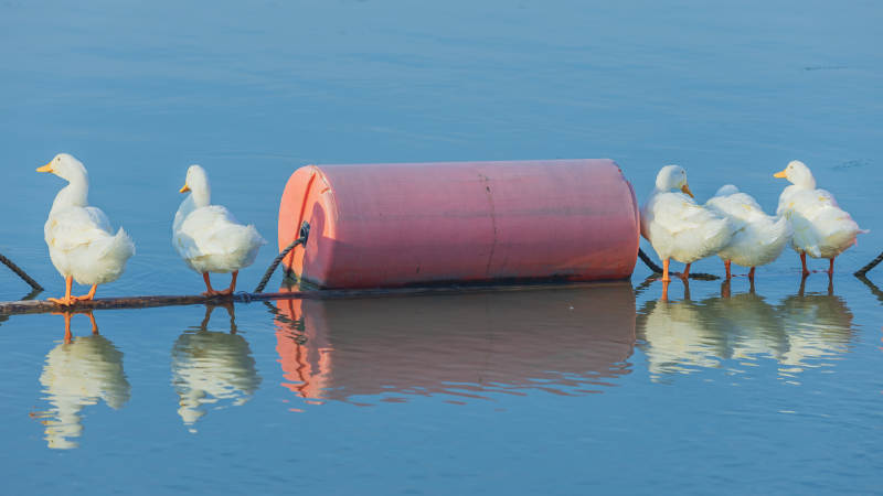 湖畔鸭群与红色浮筒图片