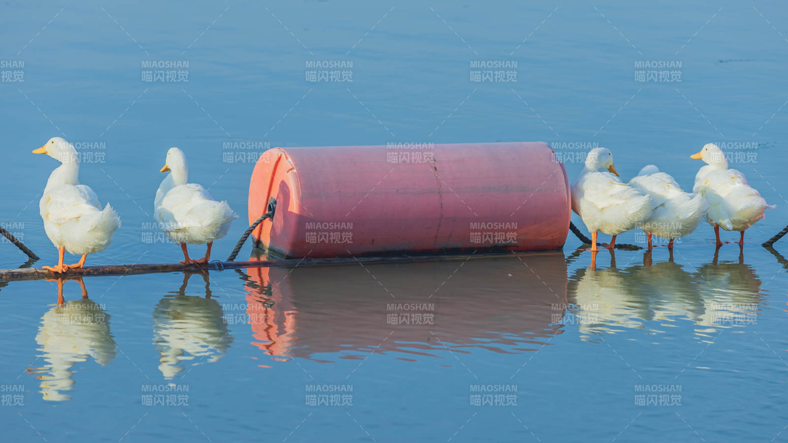 湖畔鸭群与红色浮筒图片