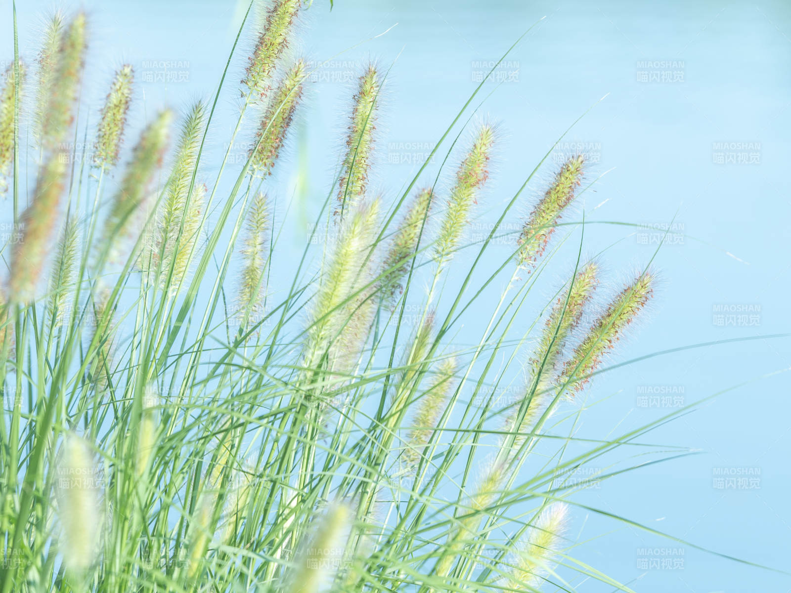 湖畔轻柔的草穗图片