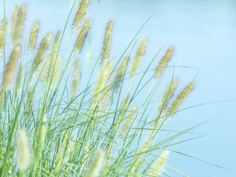 湖畔轻柔的草穗图片