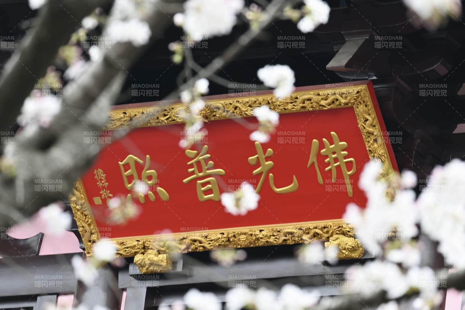 苏州寒山寺佛光普照 樱花绽放图片