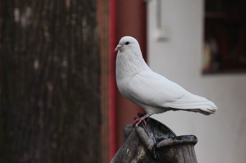 白鸽栖息石雕上图片