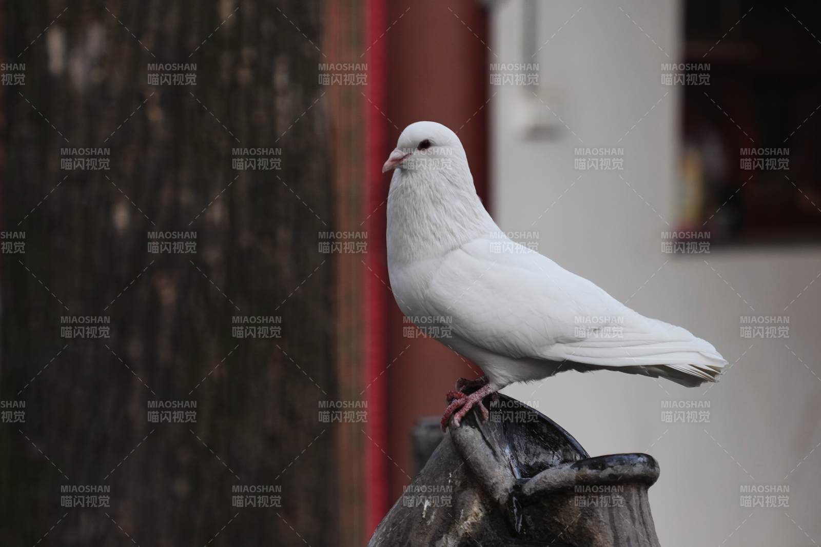 白鸽栖息石雕上图片