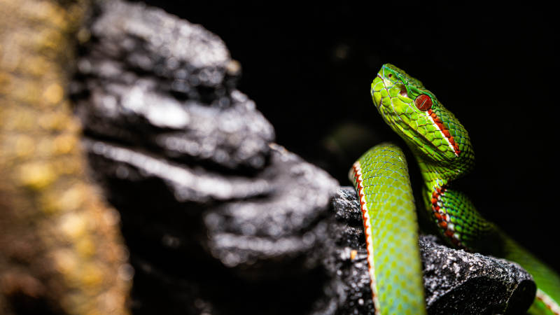 绿树蟒蛇栖息岩石上图片