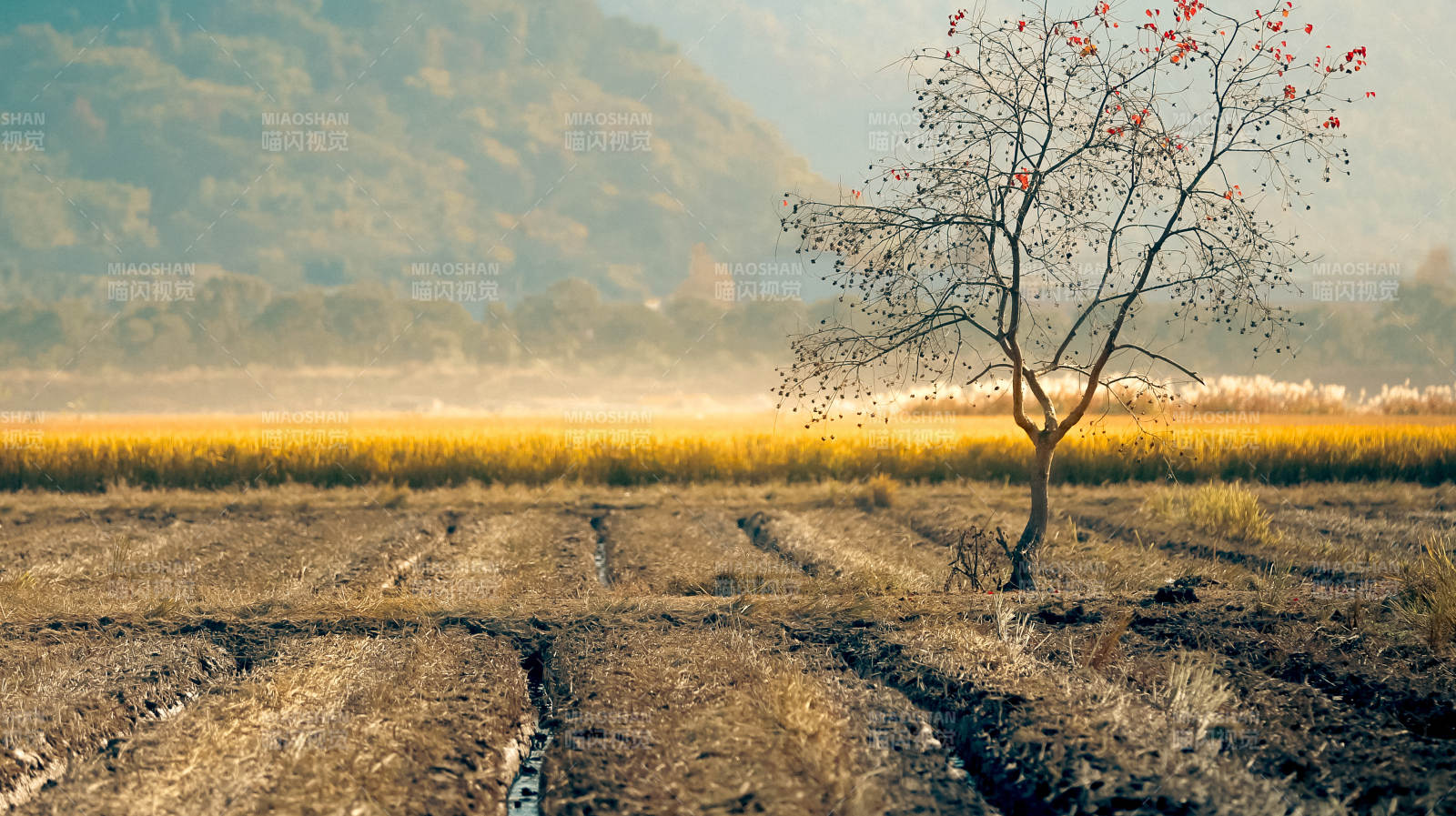 孤树田野 秋色静美图片