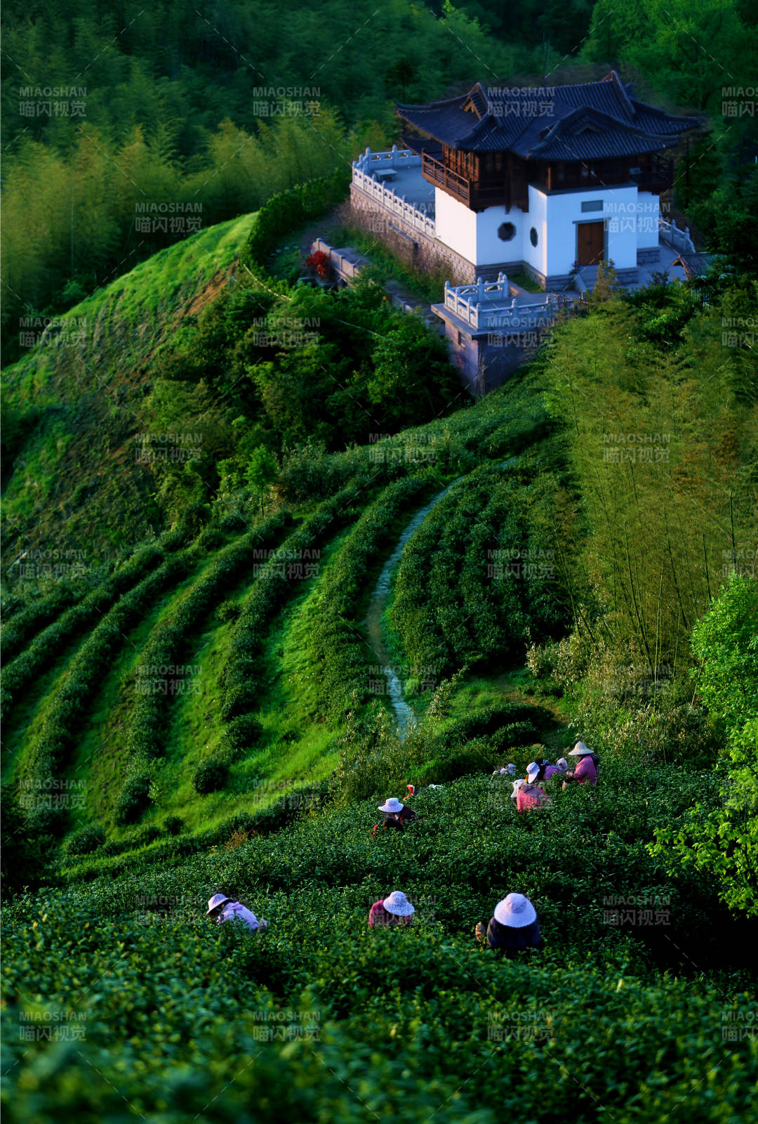 杭州径山禅茶图片