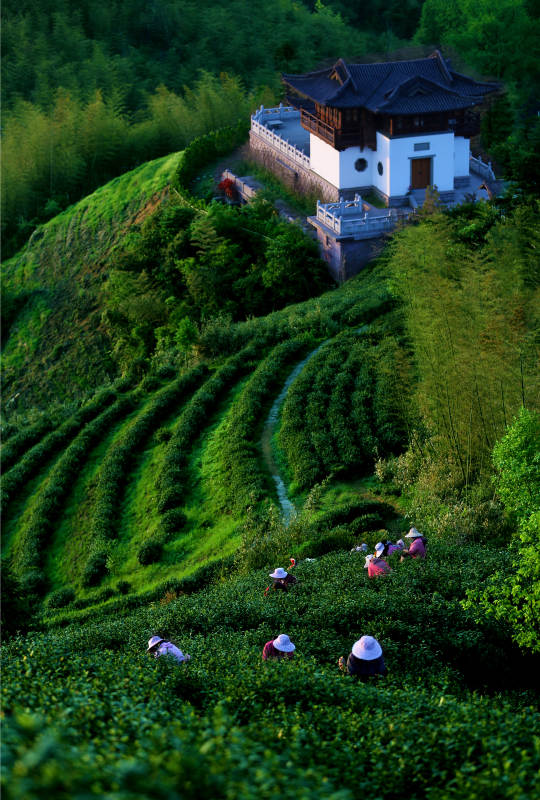 杭州径山禅茶图片