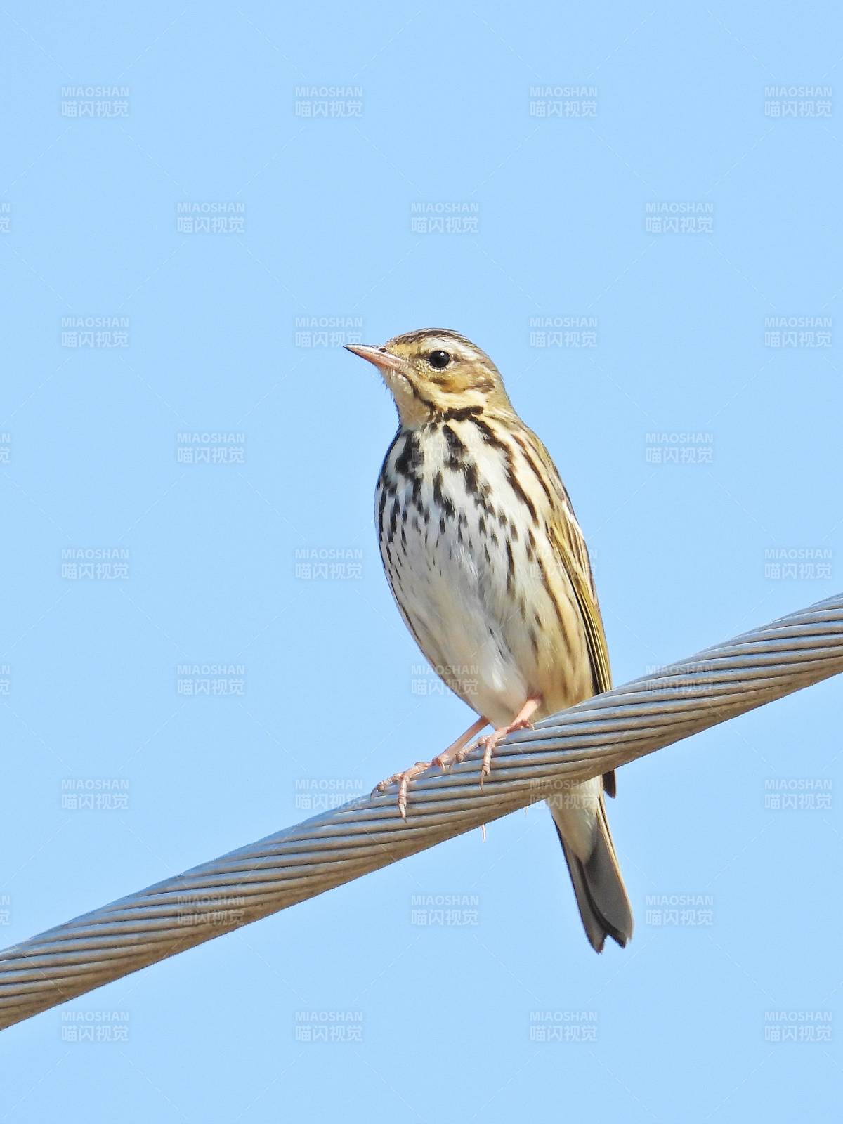 电线上的小鸟图片