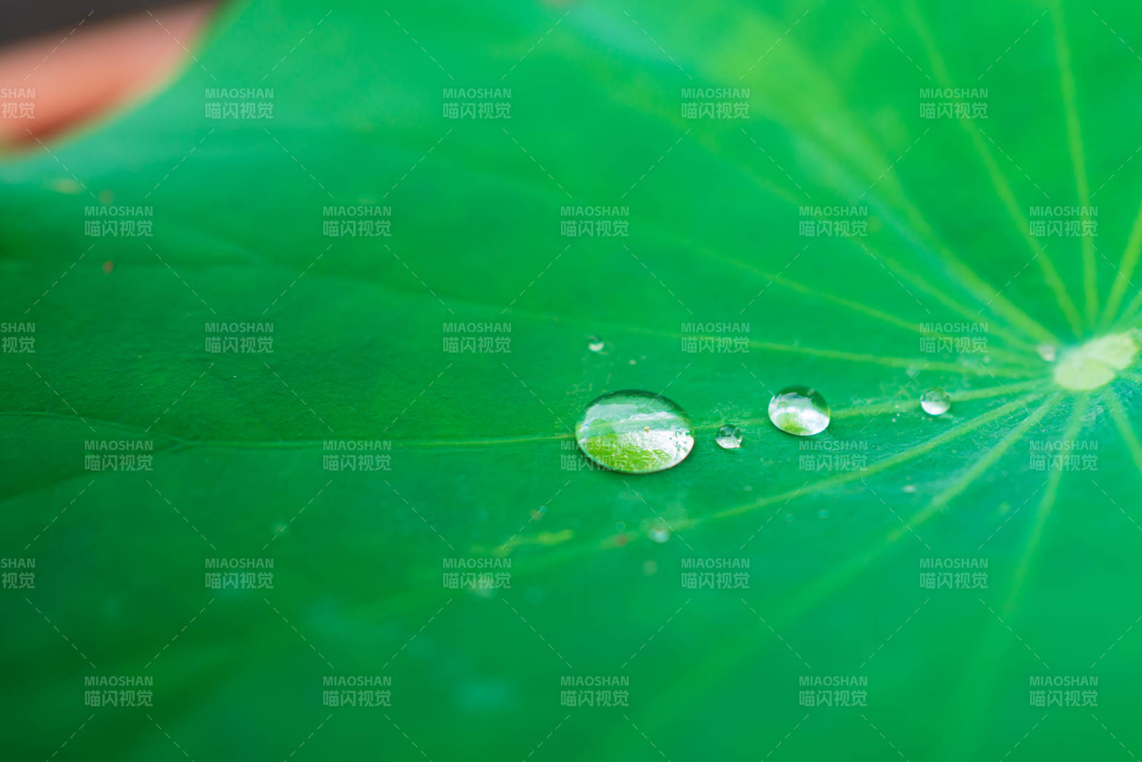 荷叶上的水珠特写图片